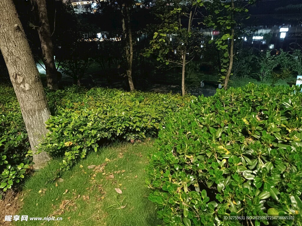 夜晚绿植环绕的静谧小径