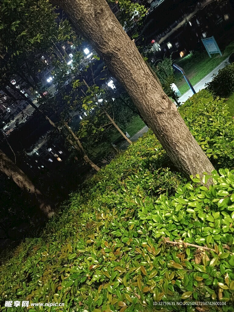 夜晚树下的绿植景观