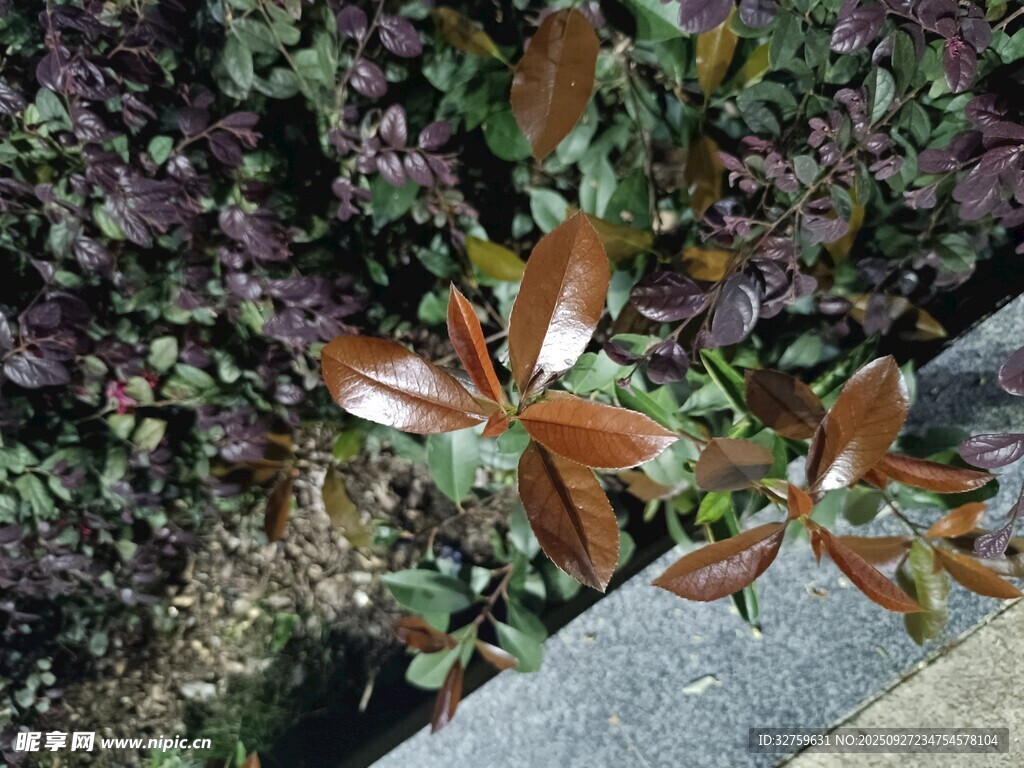 墙边红叶植物特写