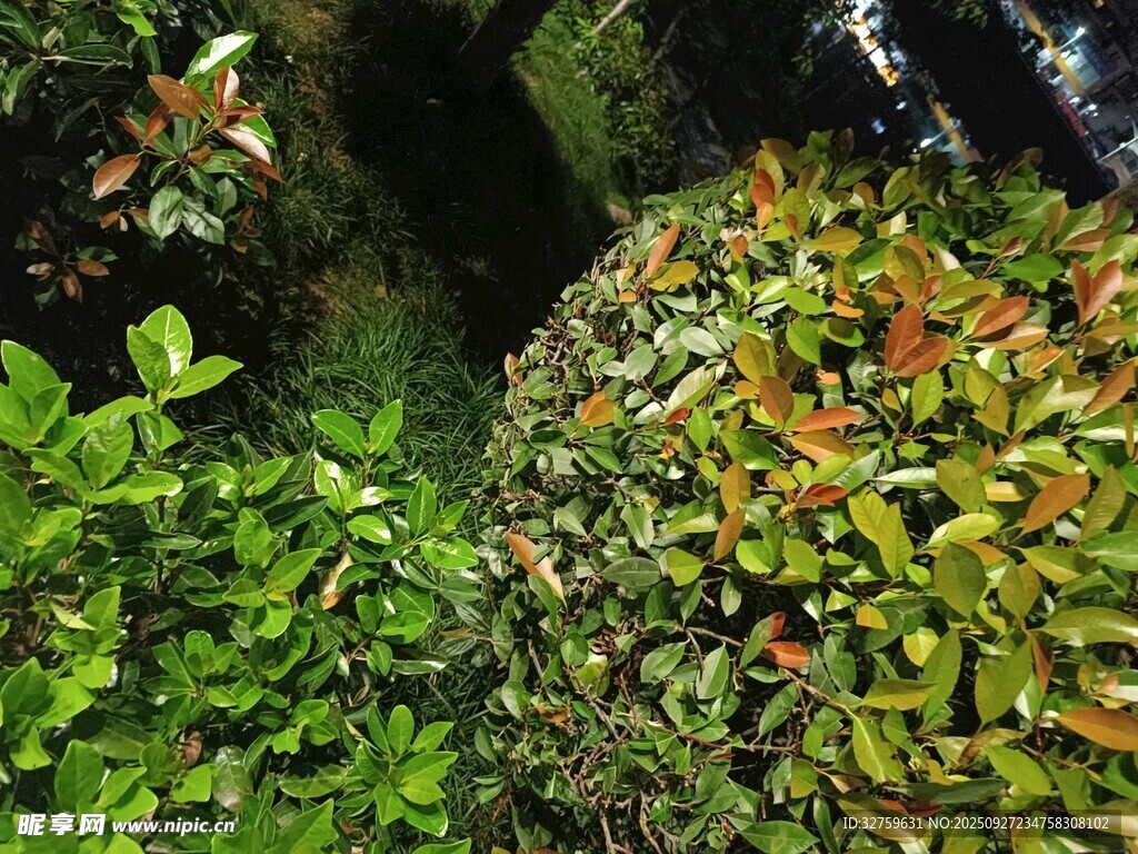 繁茂绿植景观