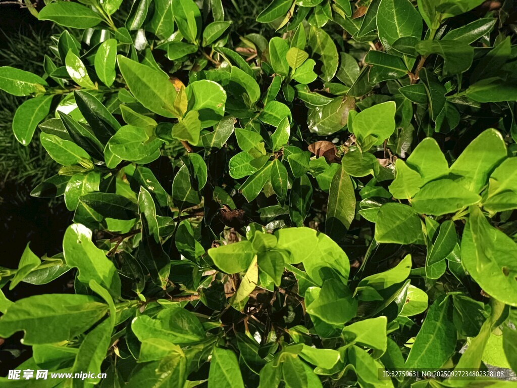 翠绿繁茂的植物叶片