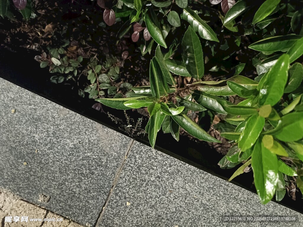 路边绿植景观