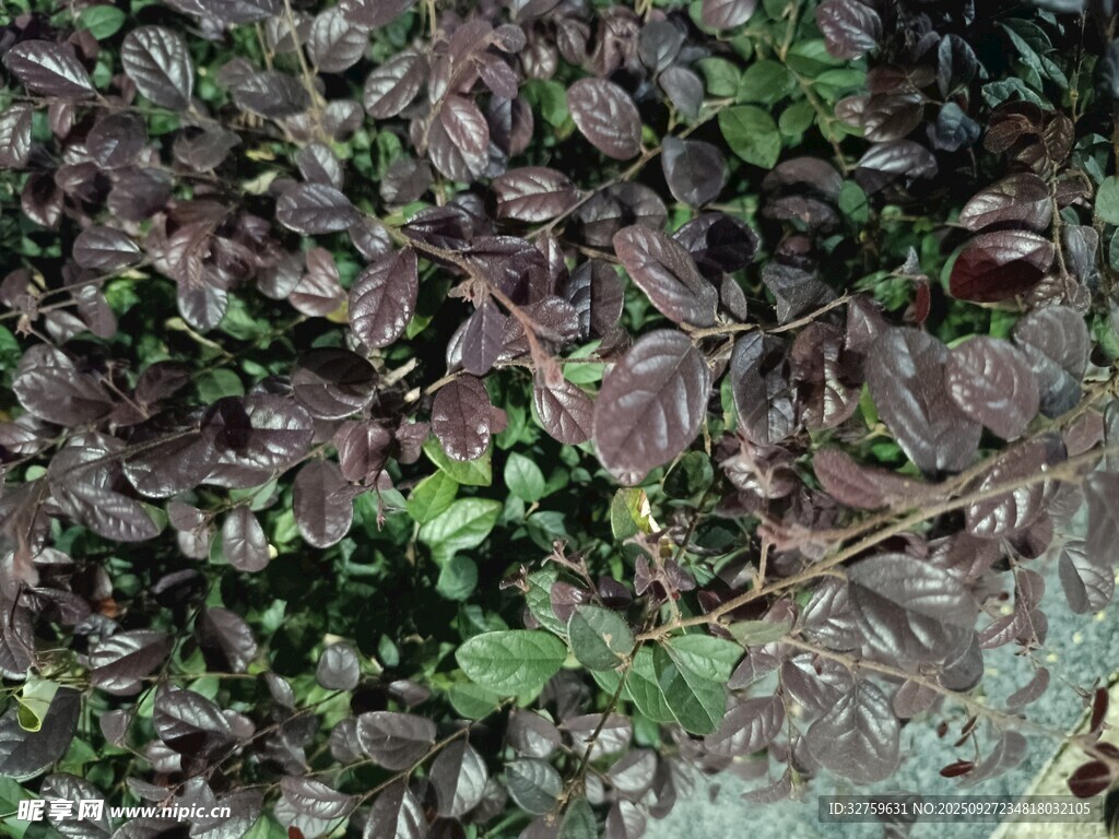 紫叶植物特写