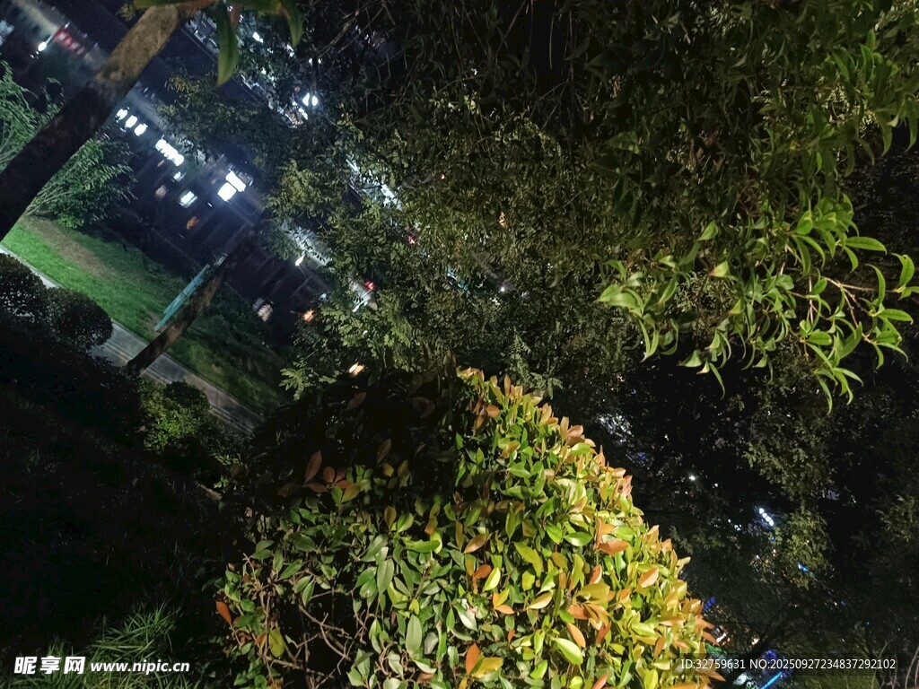夜晚绿植景观