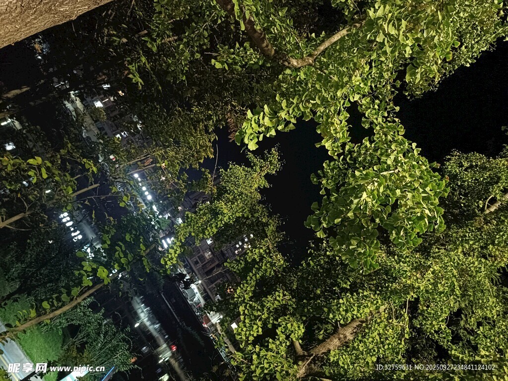 夜晚繁茂枝叶下的城市景象