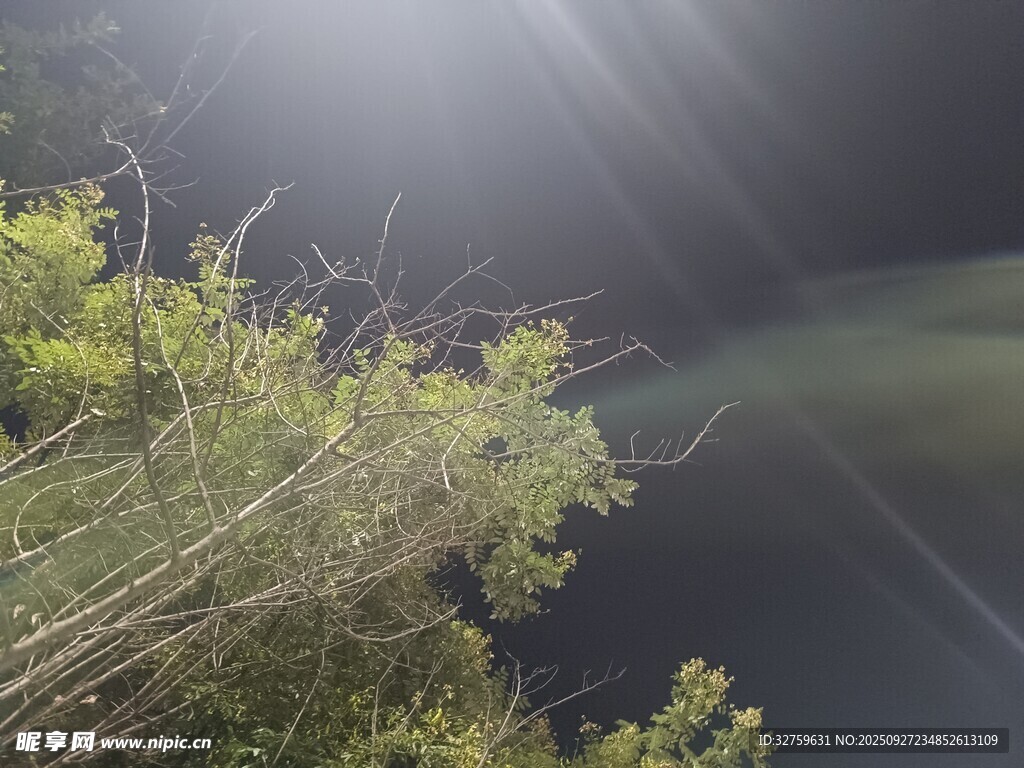 林间光束穿透枝叶美景