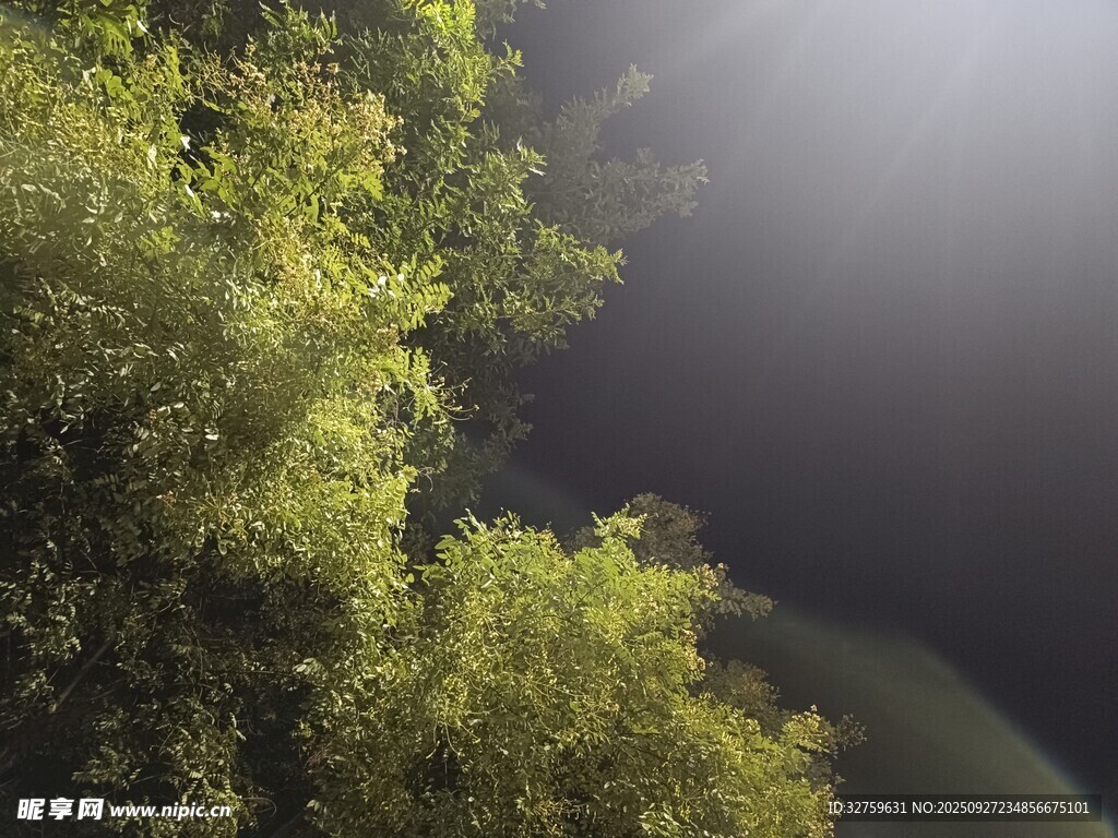 林间光影下的葱郁植被