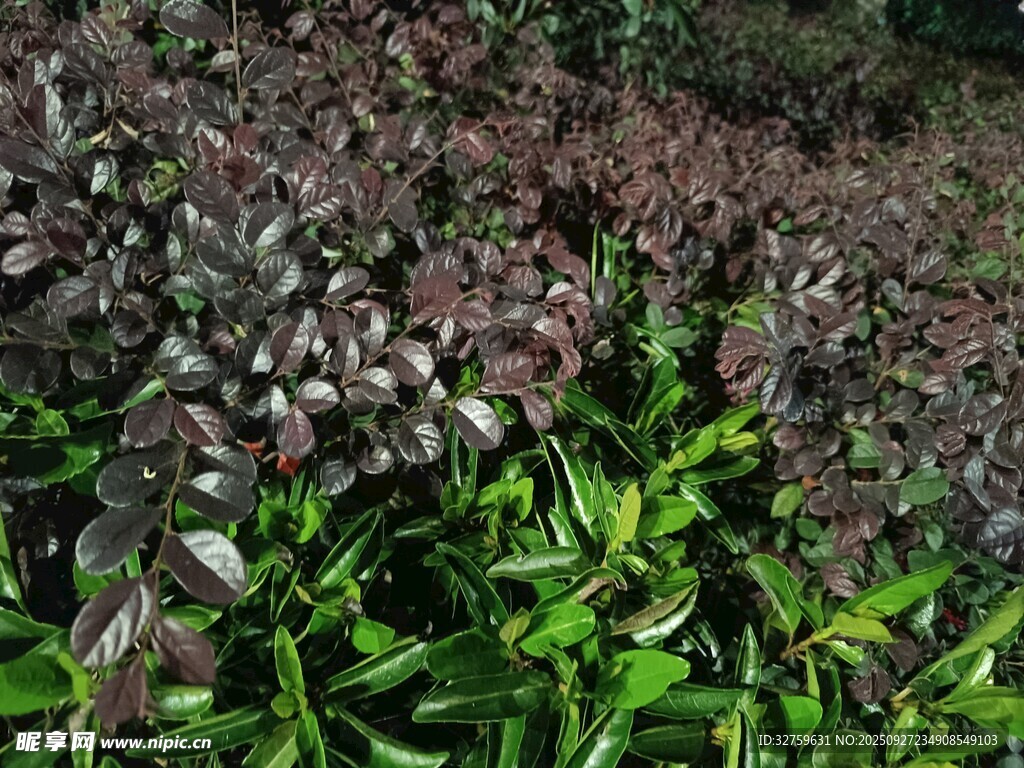 紫绿相间植物景观