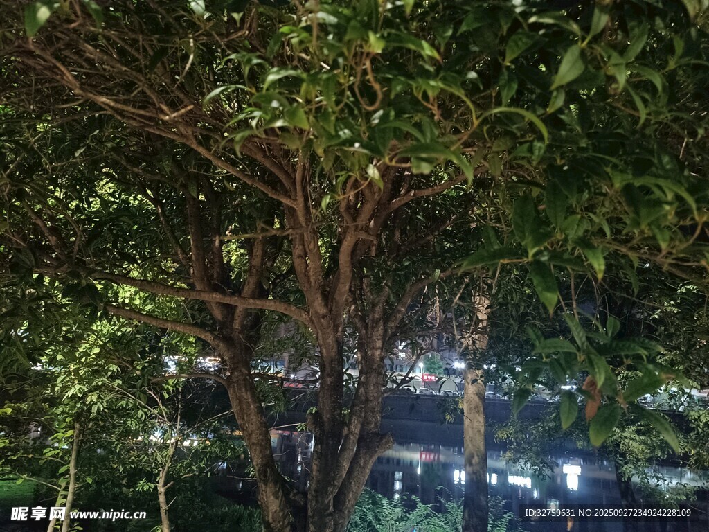 繁茂树木下的城市夜景