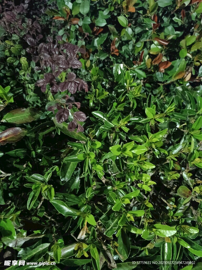 繁茂绿植景观