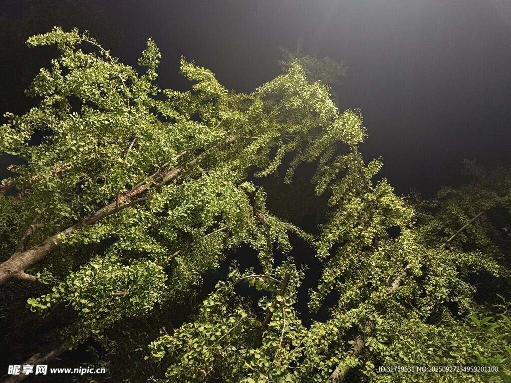 夜间翠绿繁茂的树枝景象