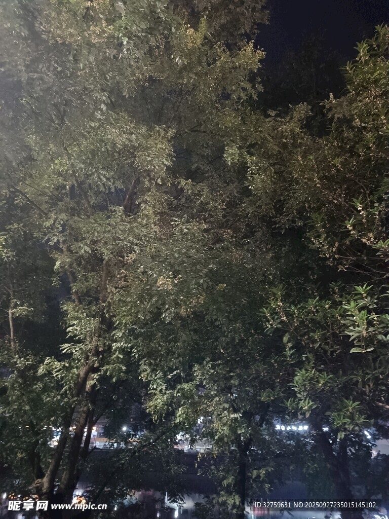 夜晚街边的繁茂树木