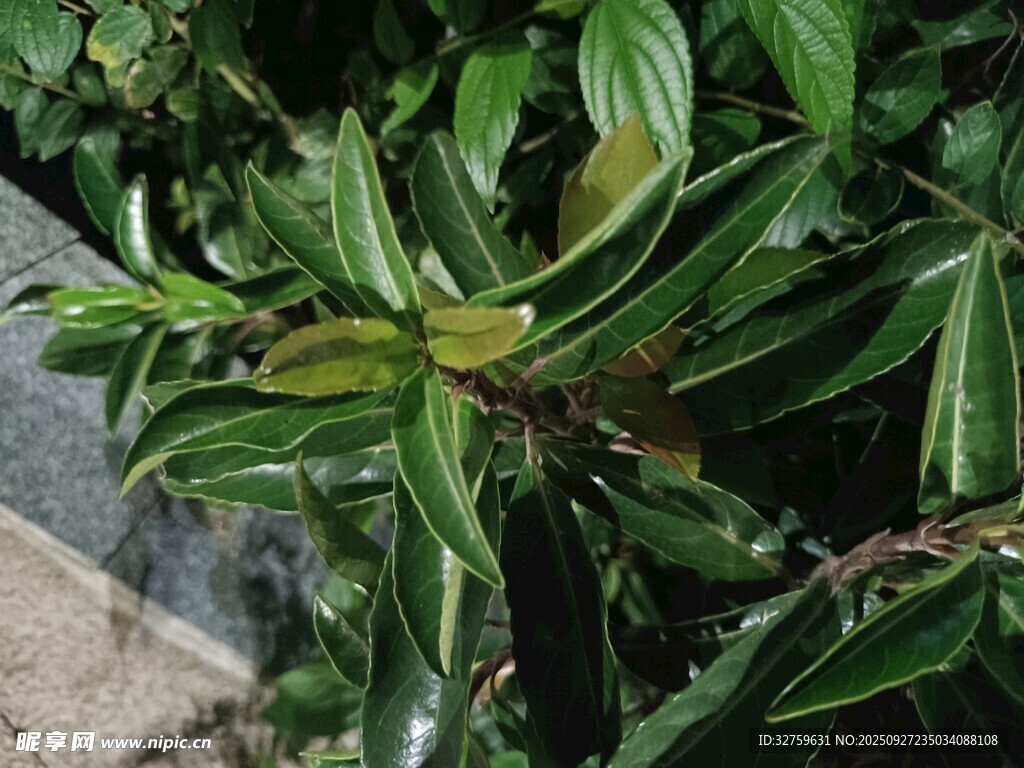 绿叶植物特写