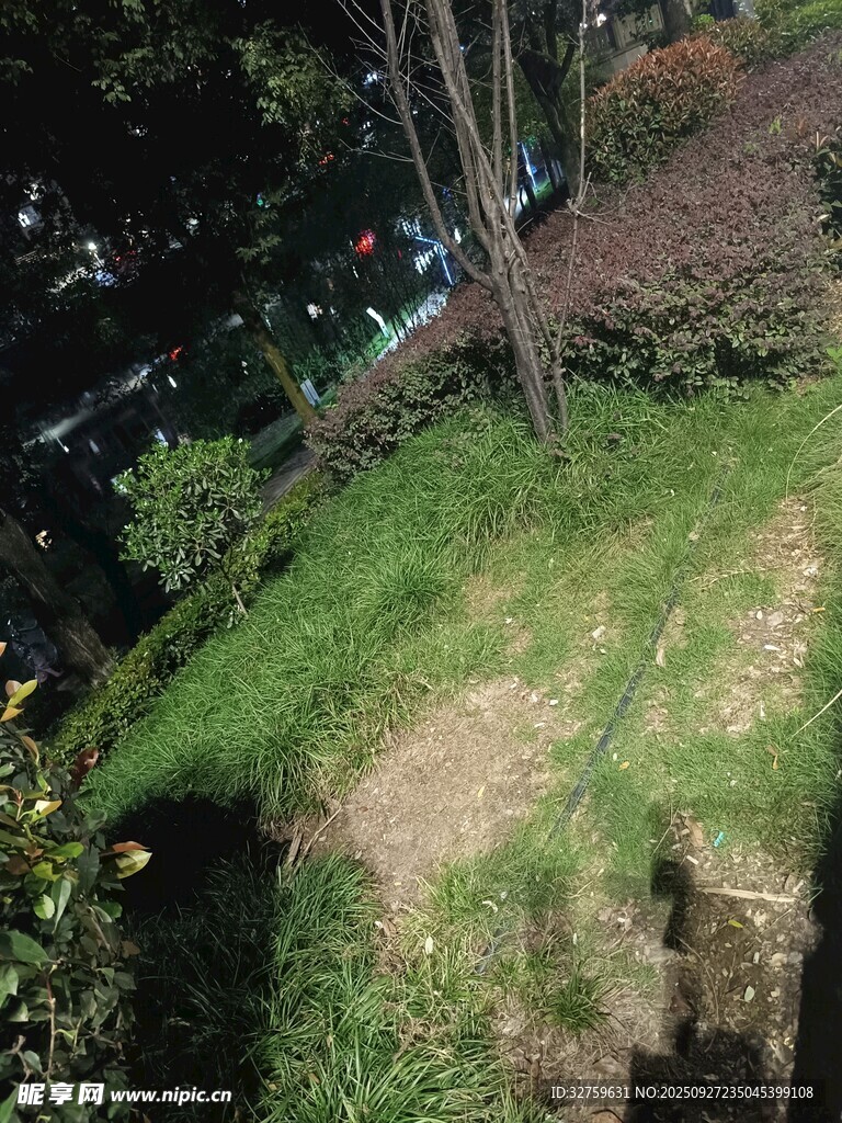 户外草地与树木景观