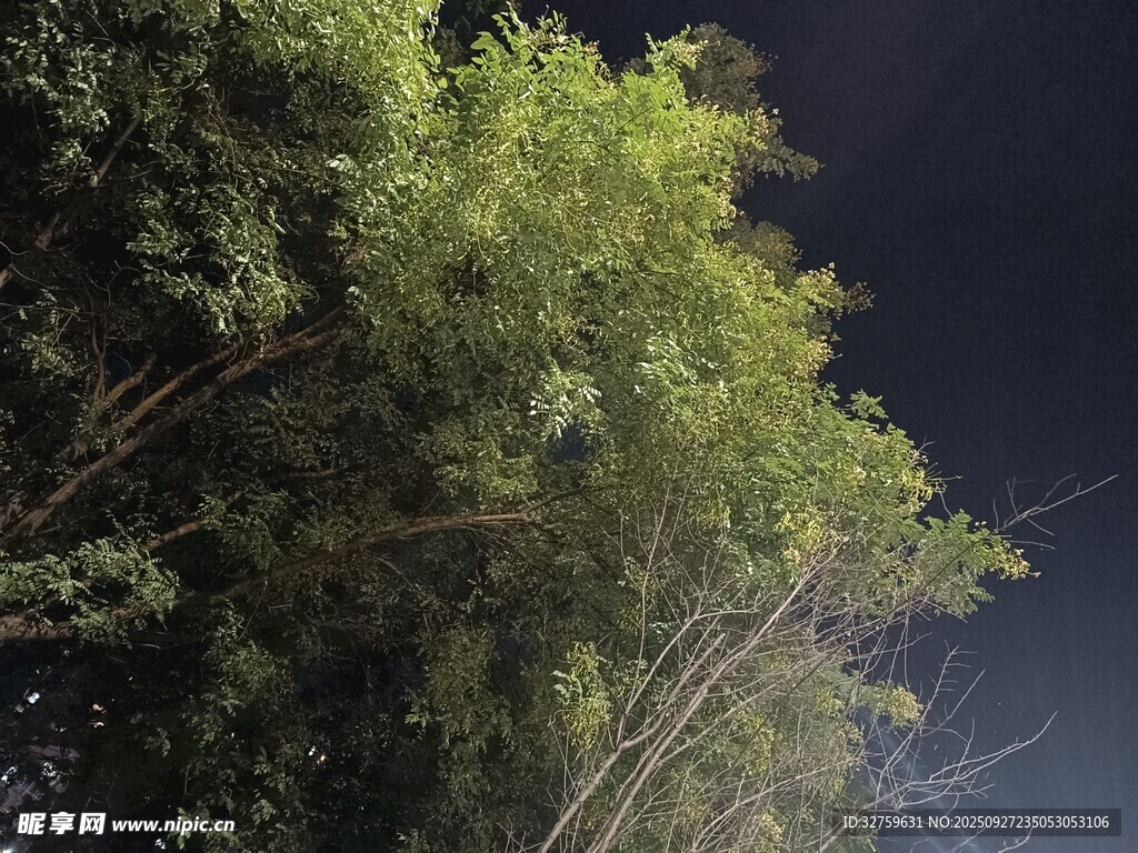 夜幕下的葱郁树林