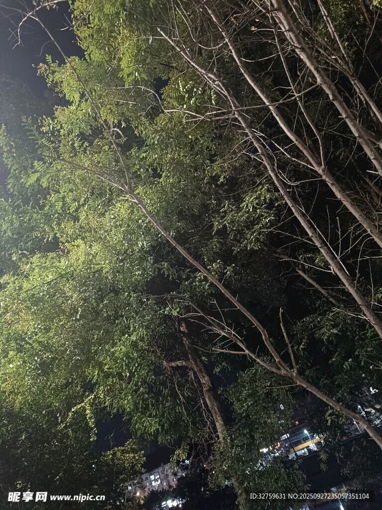仰视繁茂树林景象