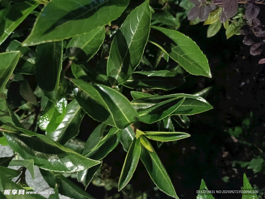 翠绿欲滴的鲜嫩叶片