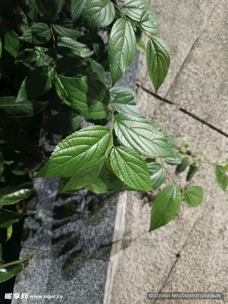 绿叶植物生长于石板旁