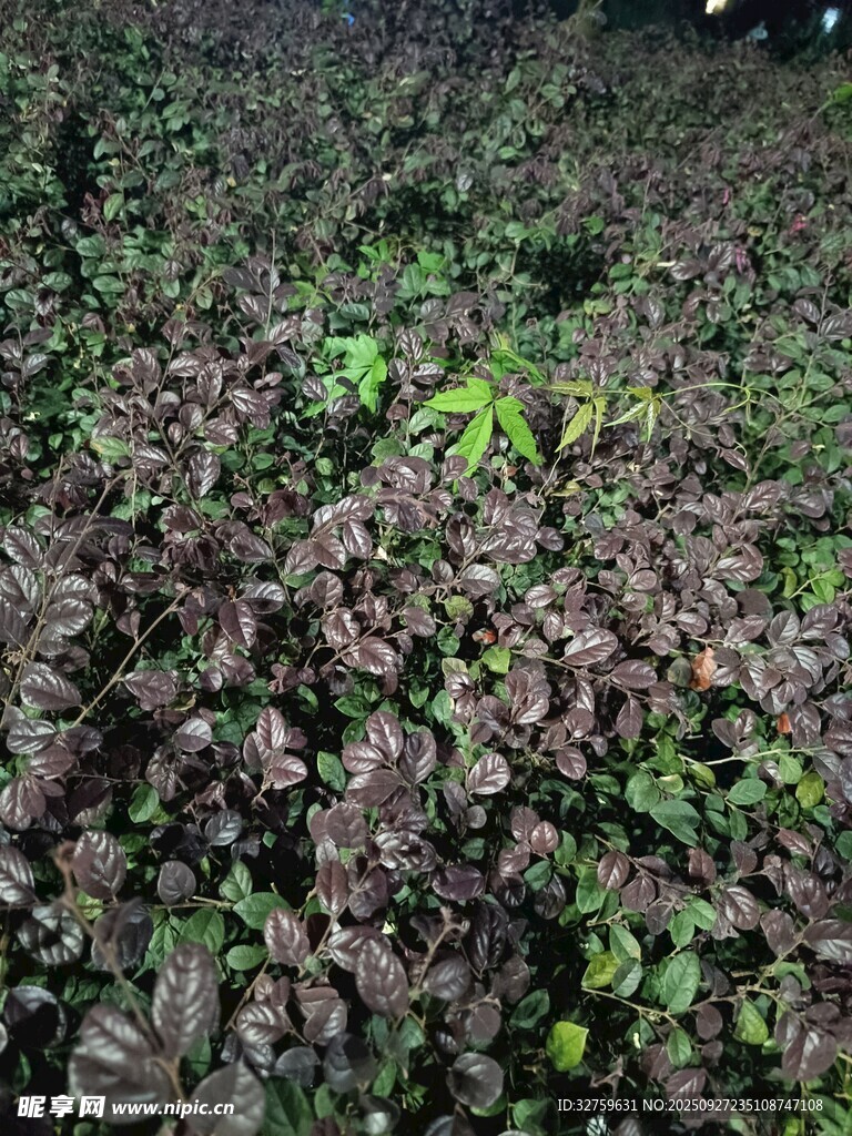茂密绿植景观
