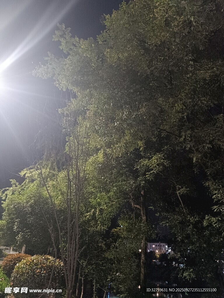 夜晚林间明亮灯光景象