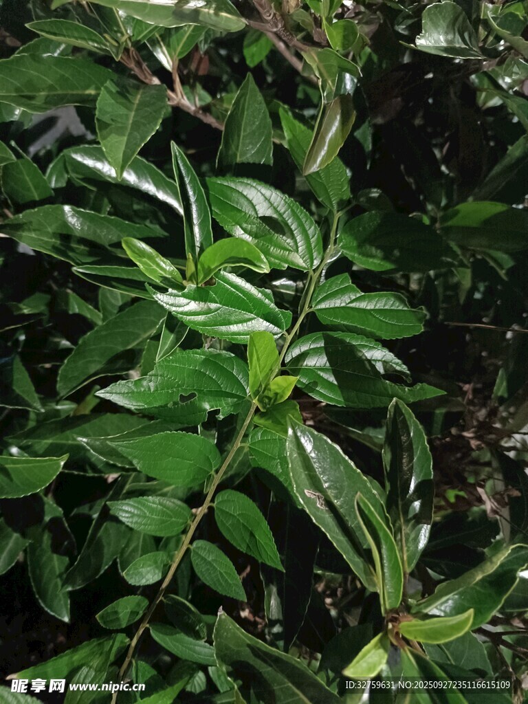 翠绿繁茂的植物叶片
