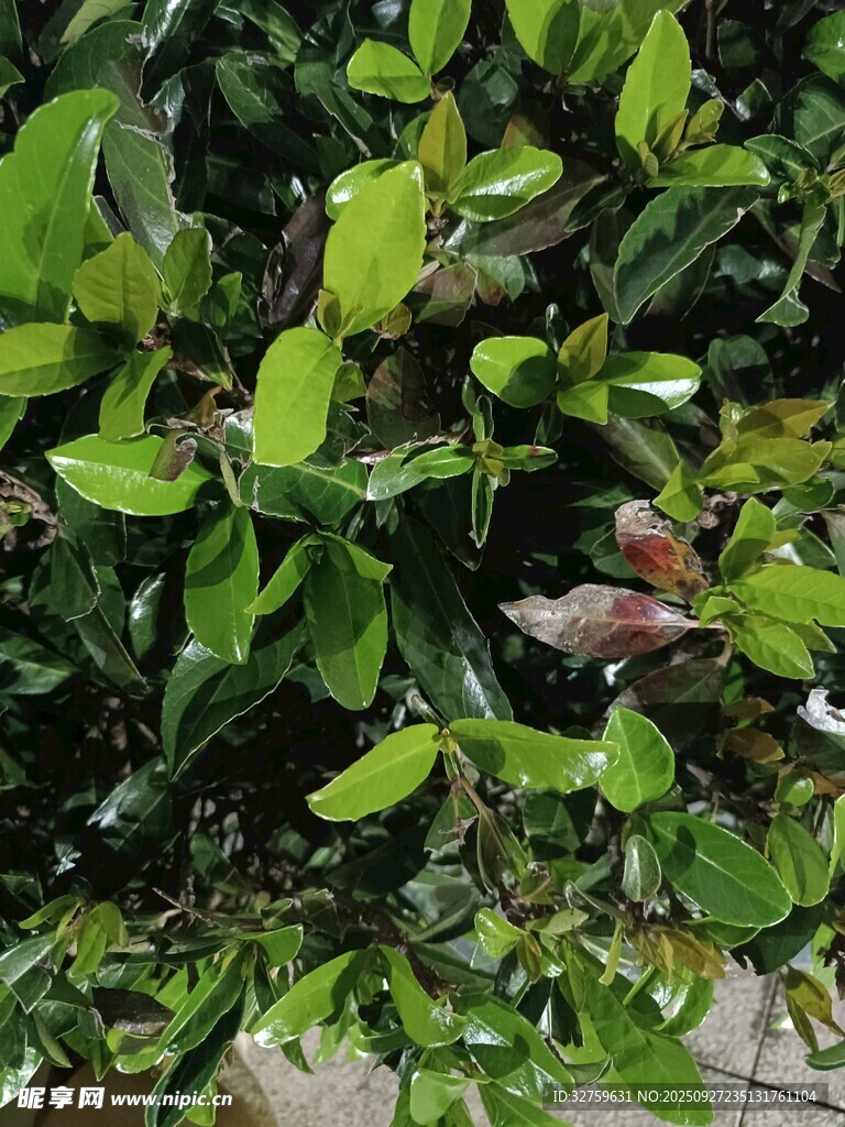 绿叶丛中藏着一只小鸟