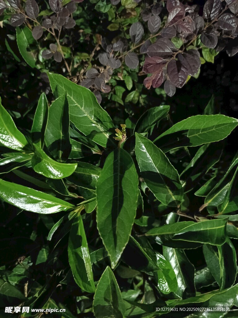 翠绿叶片植物特写