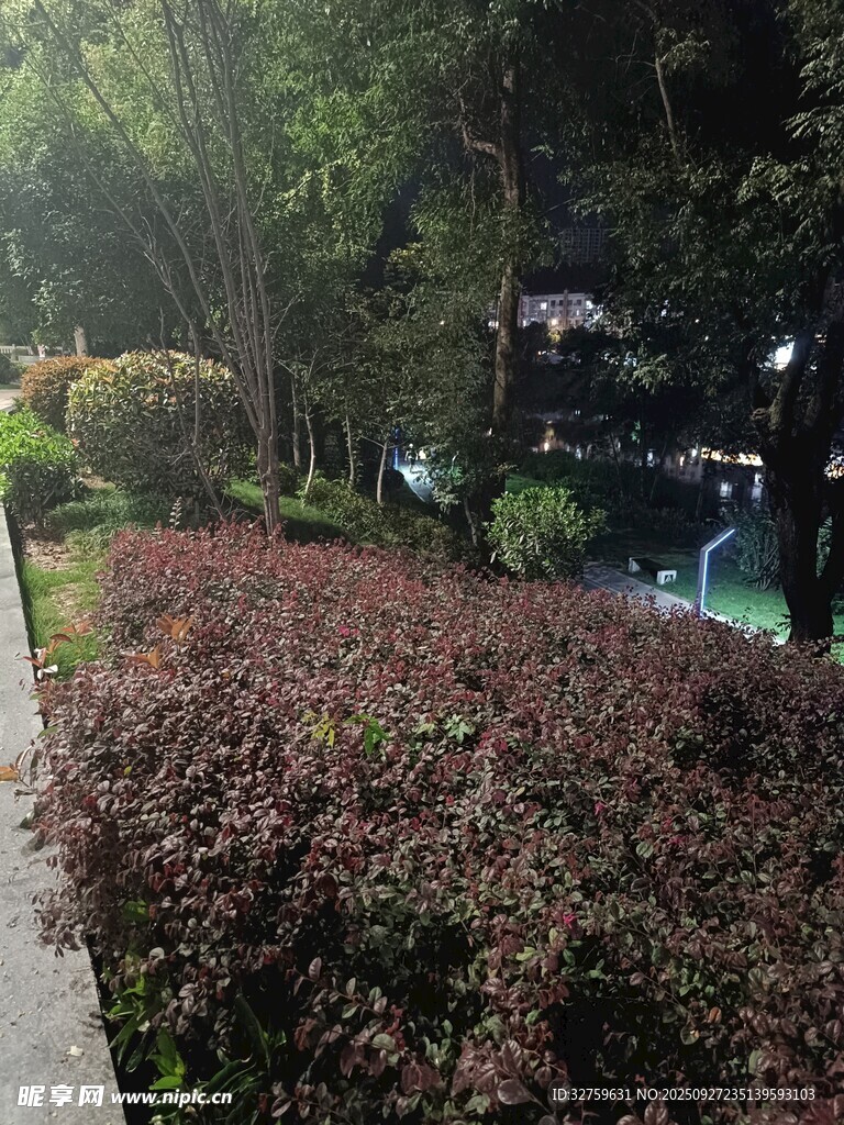 阳光照耀下的多彩植物景观