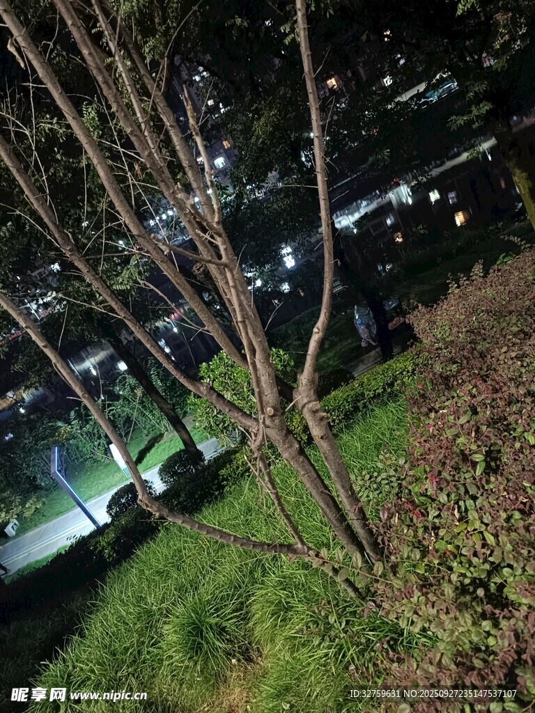 夜晚树下景象