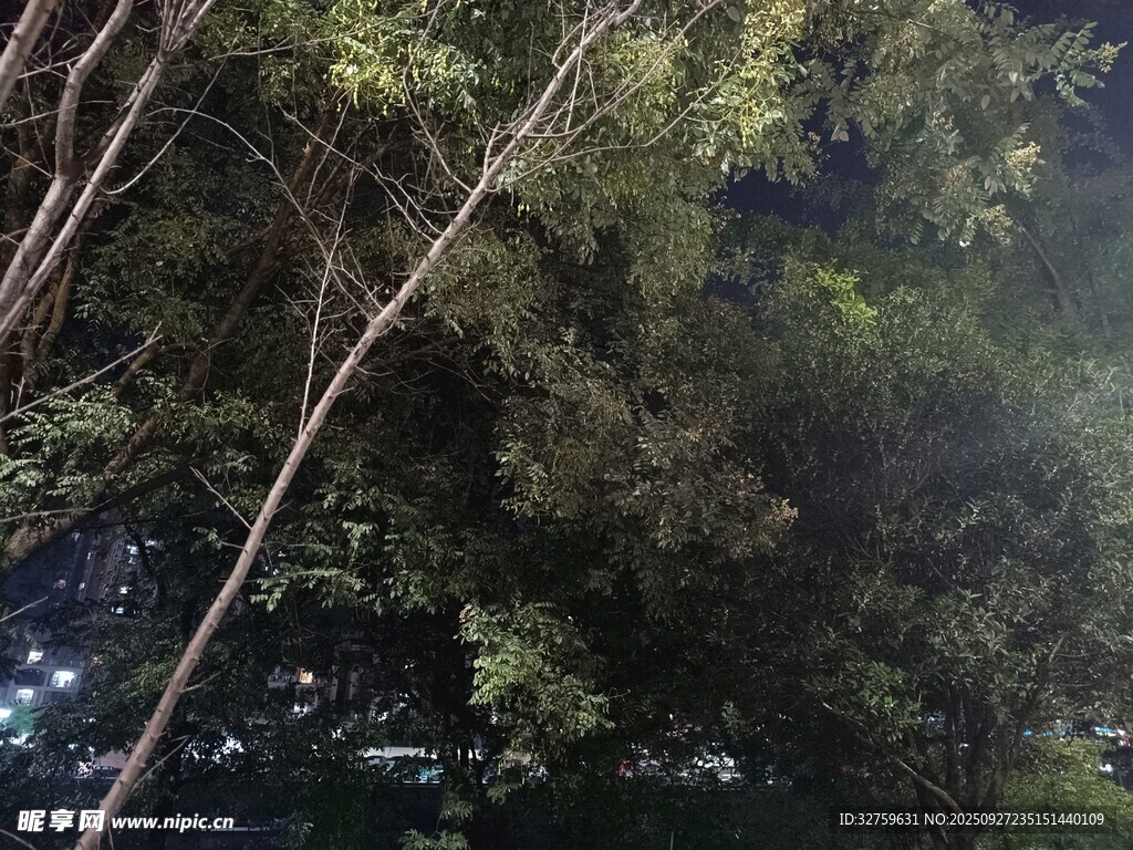 夜晚树林景象