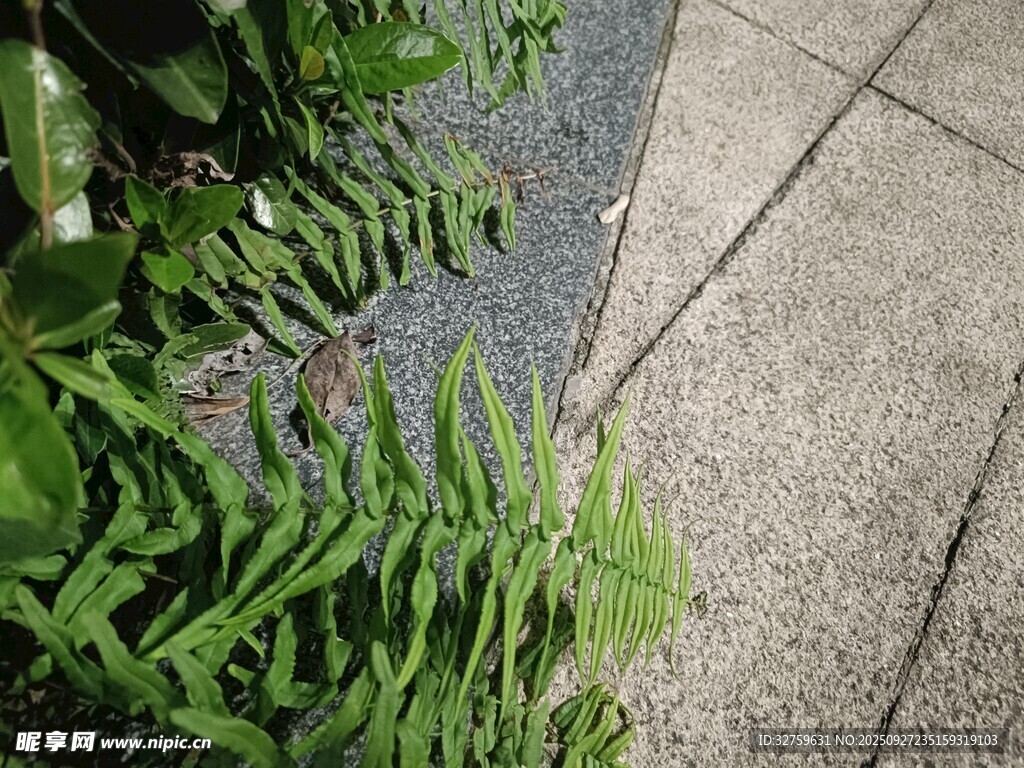 路边的翠绿蕨类植物