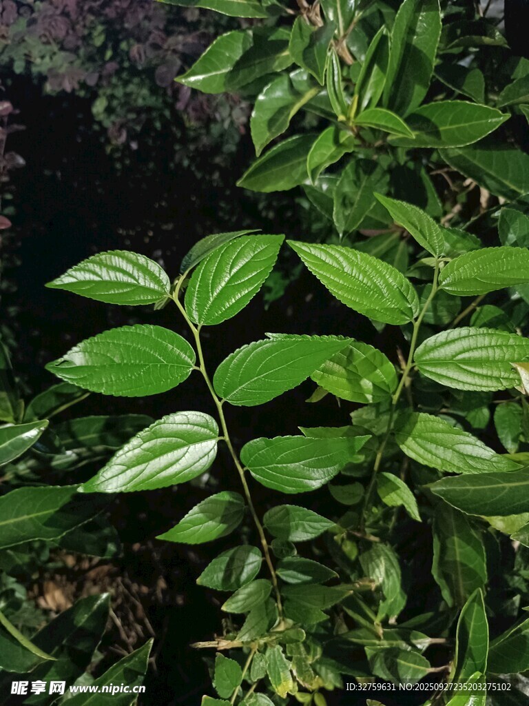 翠绿叶片的清新植物