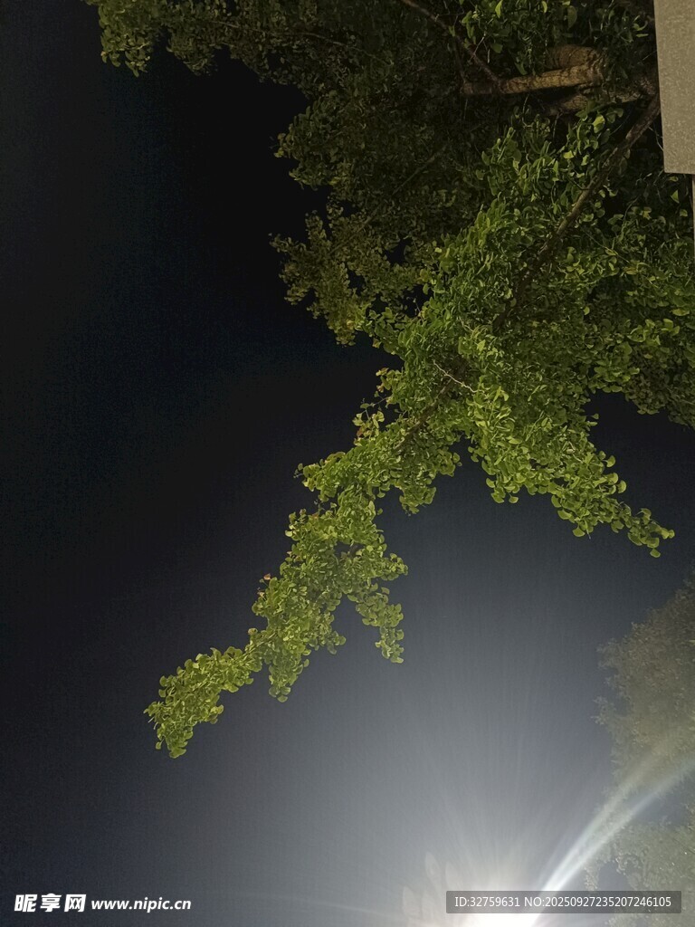 夜晚树枝与明亮月光景象