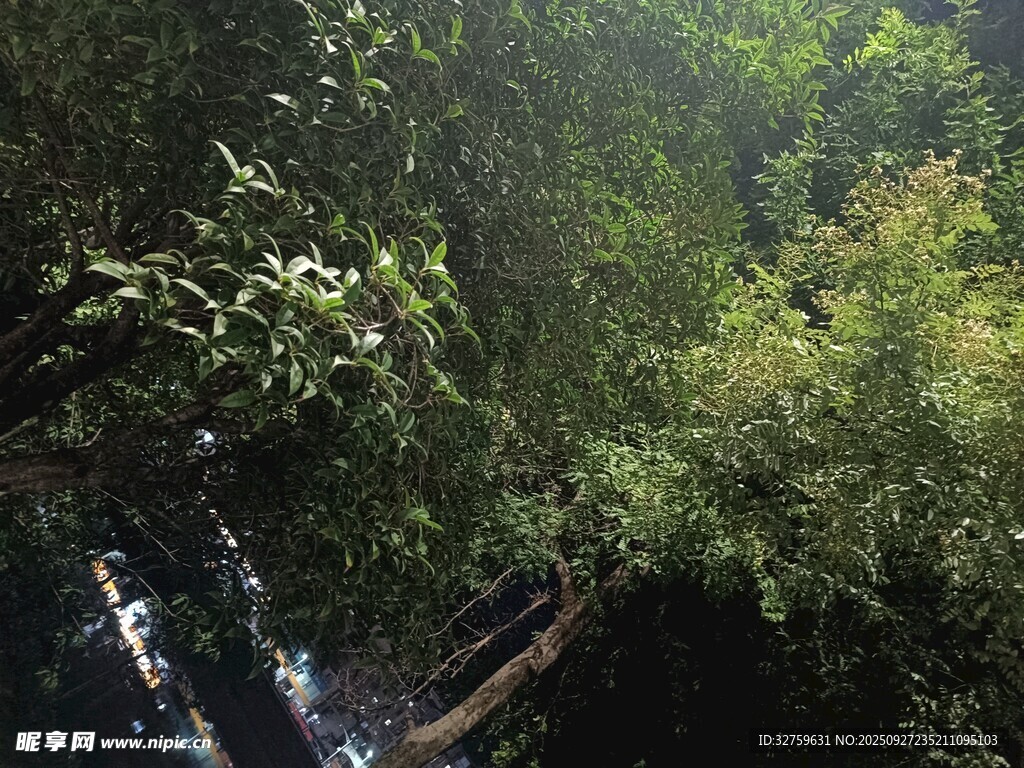 茂密丛林中的繁茂绿植