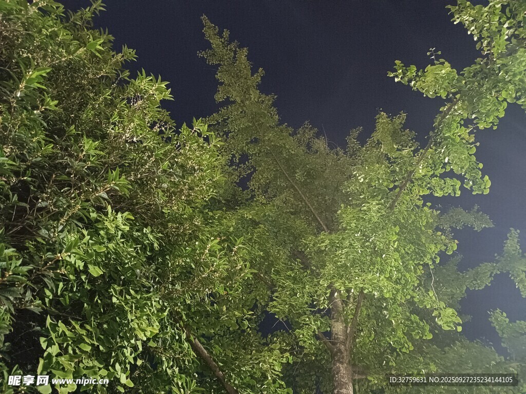 仰望夜空下的葱郁树林