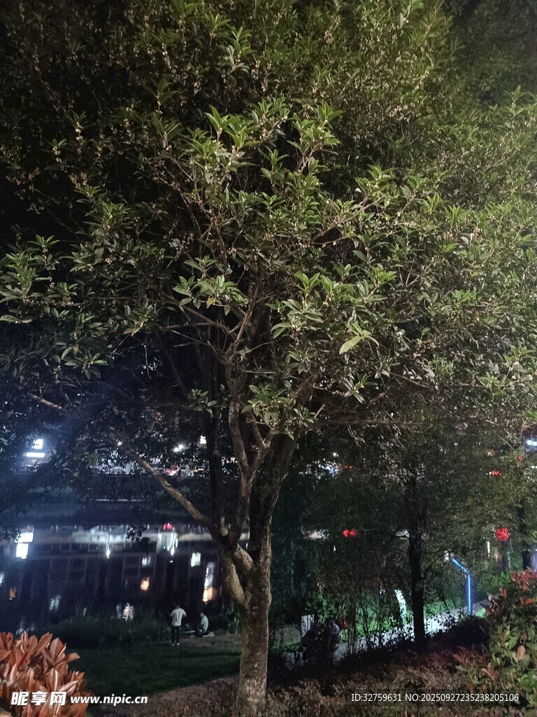 夜晚公园树木夜景