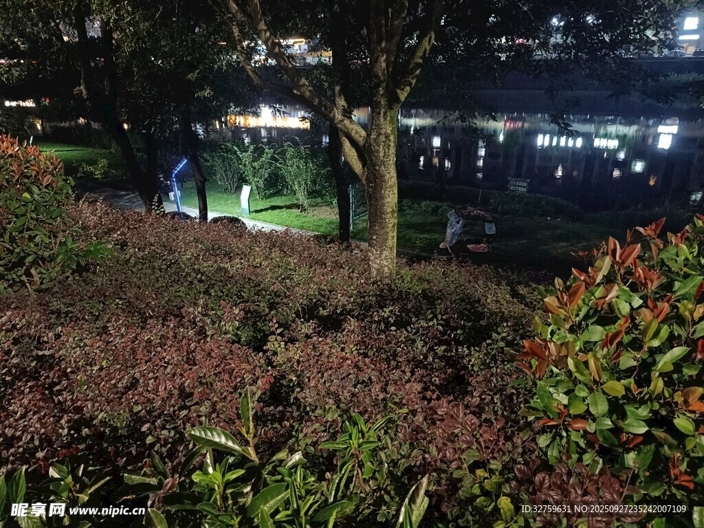 夜晚城市中的绿植景观
