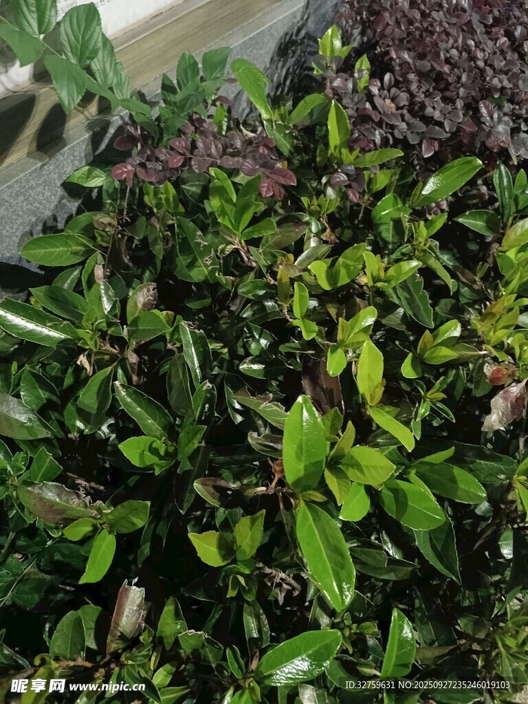 繁茂绿植景观