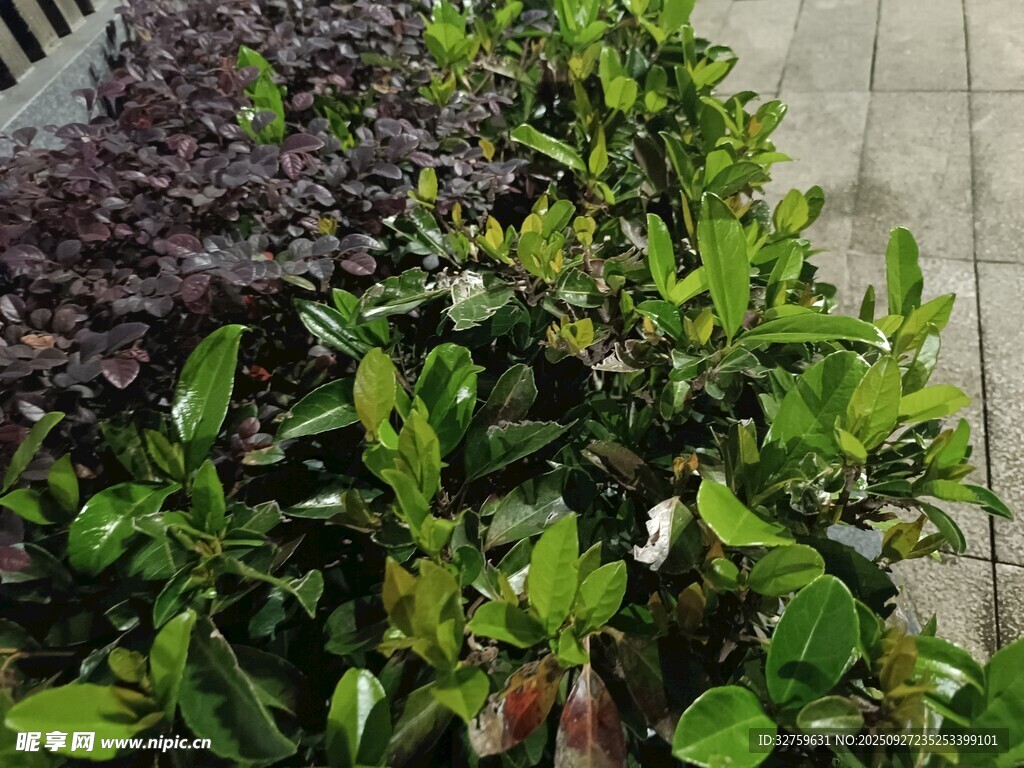 多彩绿植景观