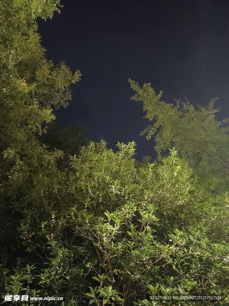 夜幕下的繁茂绿树