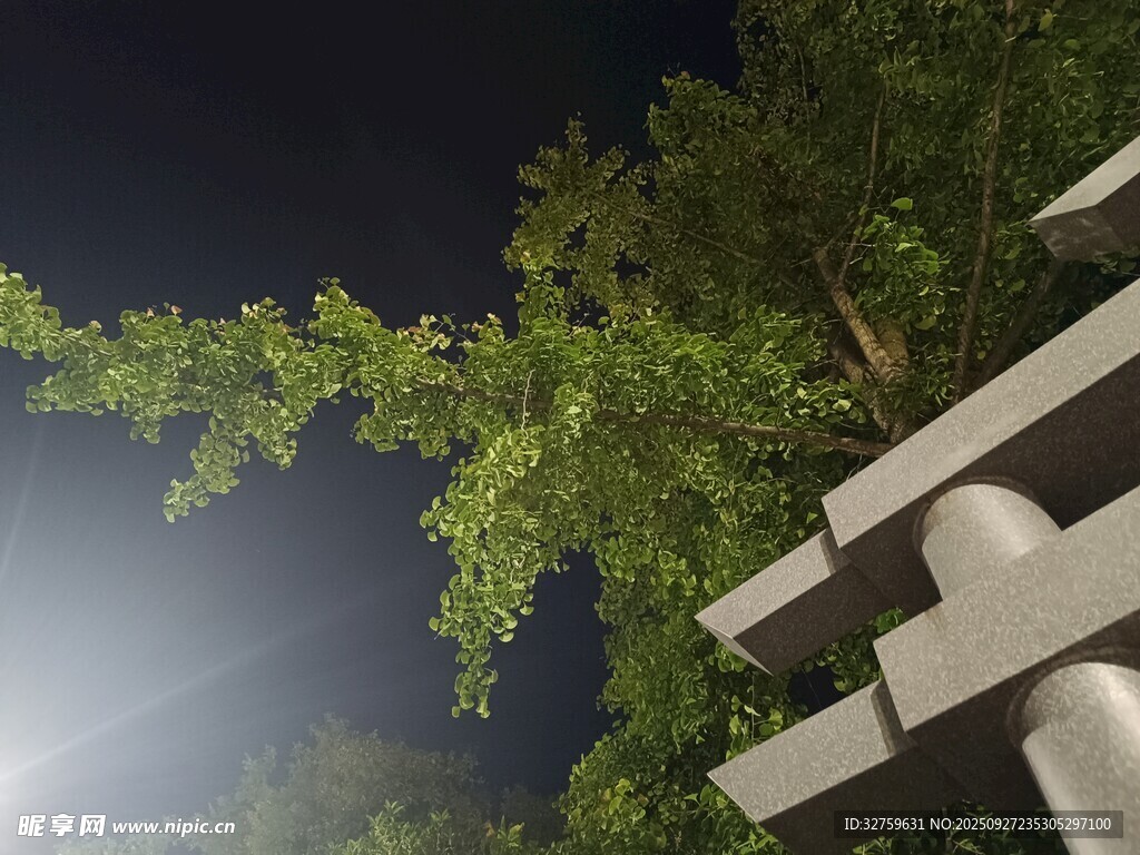 夜下绿植与木质结构景观