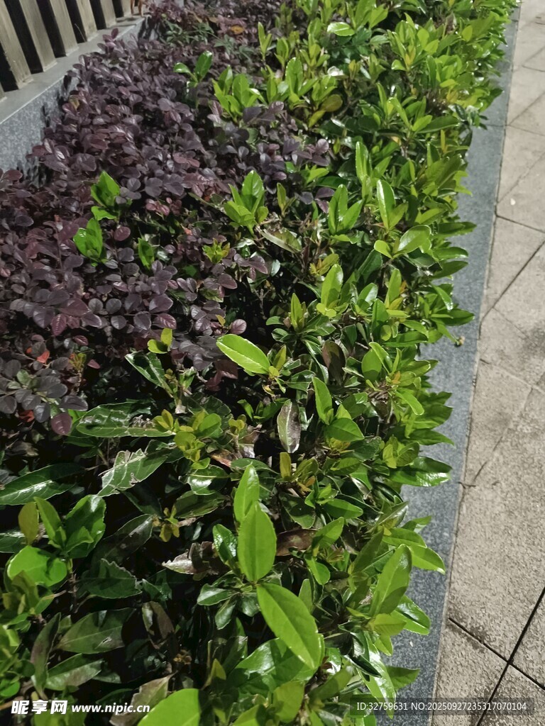 多彩绿植装点城市角落