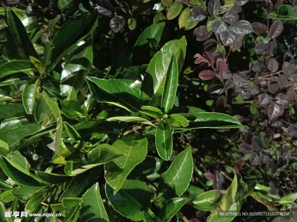 翠绿繁茂的植物景观