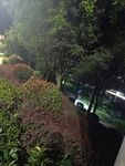 雨中绿植景观