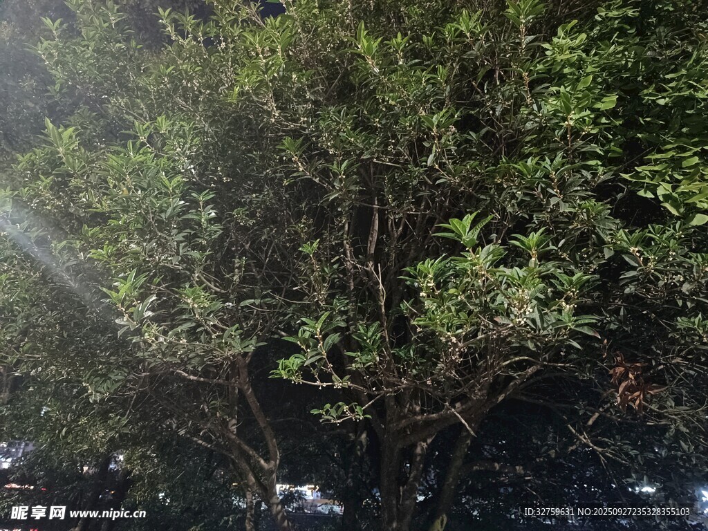 茂密树林中的繁茂枝叶
