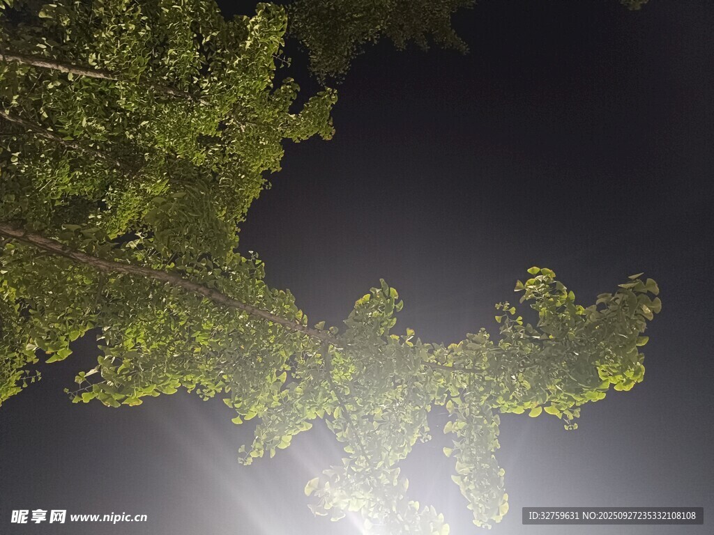 夜灯下的繁茂树枝