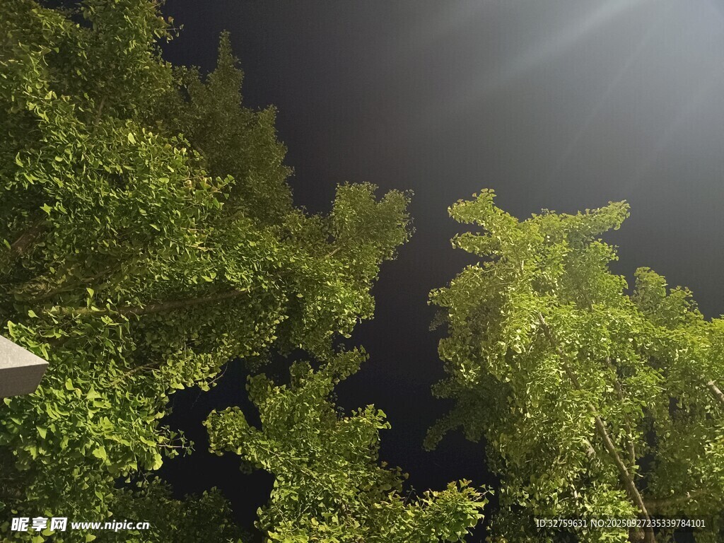 夜晚下的葱郁树梢