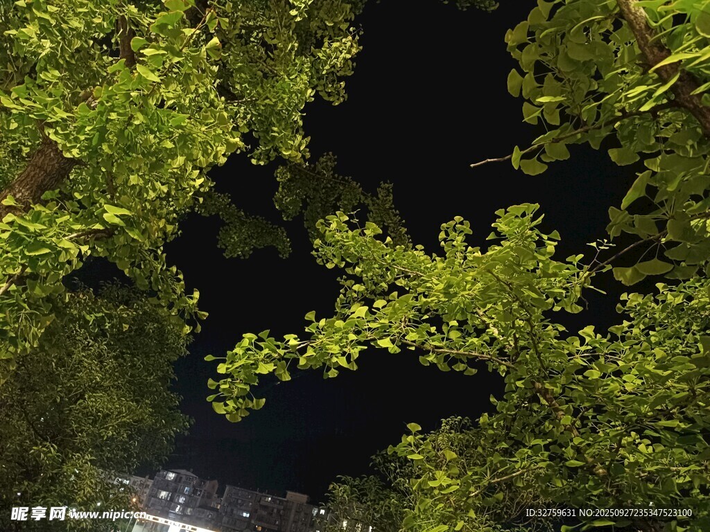 夜下葱郁树梢