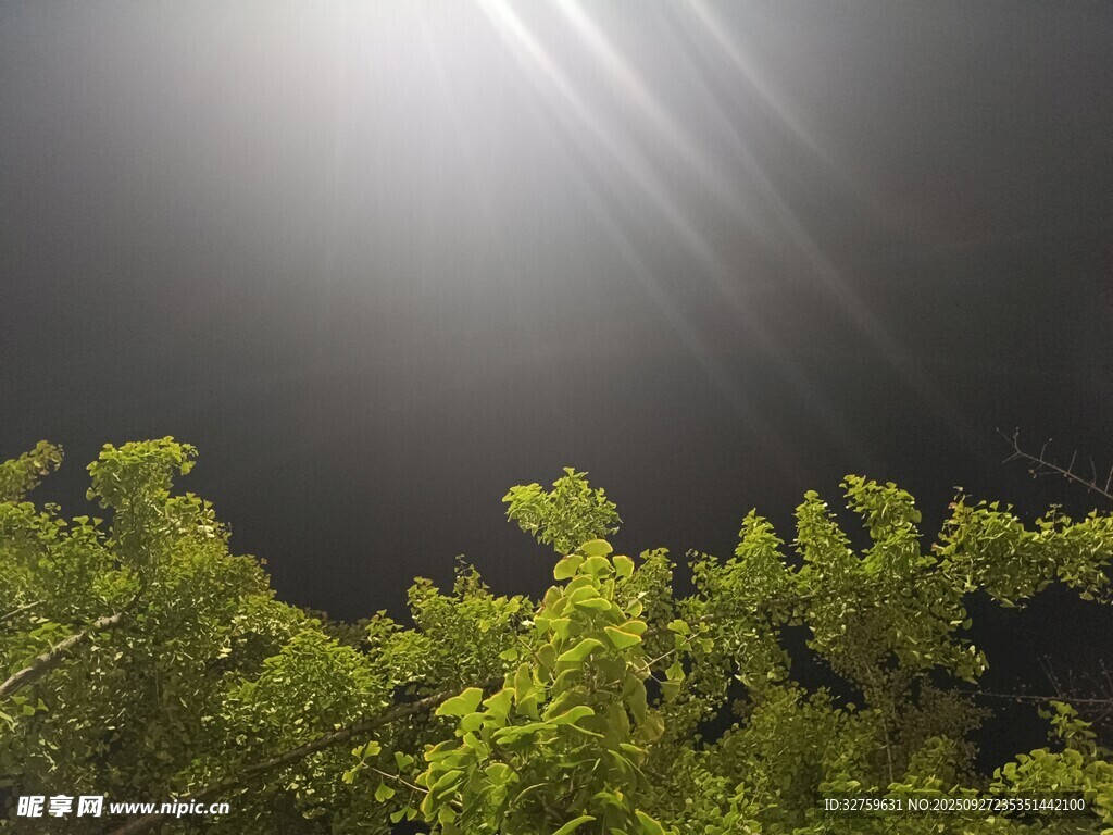 夜空下的树梢与光束