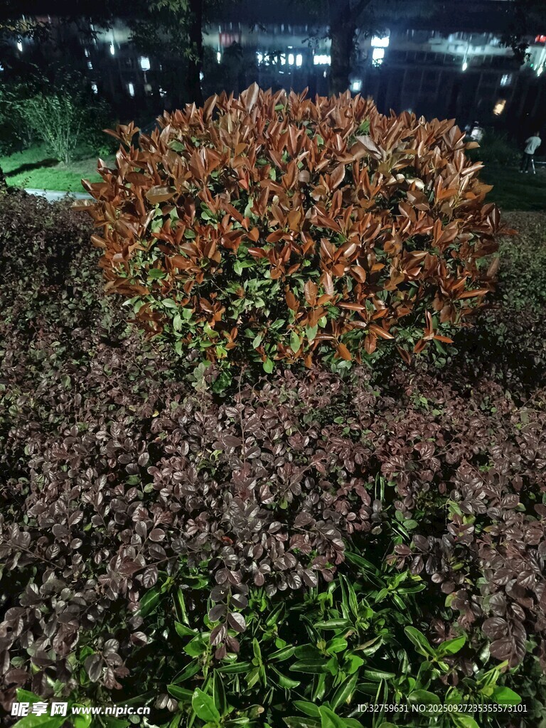 夜间多彩灌木丛景观